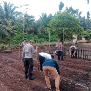 Polres Pasaman Barat Wujudkan Swasembada Pangan, Personel Tanam Benih Jagung Di Halaman Mako Polsek Pasaman