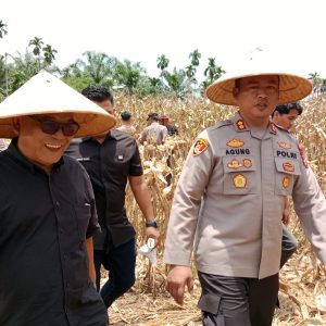 Polres Pasaman Barat Menggelar Panen Raya Jagung Kuartal III Dalam Mendukung Program Swasembada Pangan
