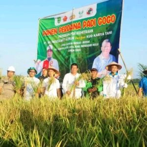 ‎Panen perdana Padi Gogo Program PSR di Inhu, Wabup Hendrizal: Program Ini Jangan Berhenti di Sini