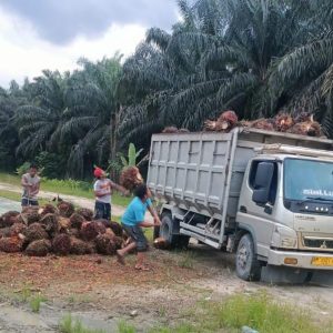 Curi TBS dan Lakukan Pengrusakan Inisial HB dkk, Dilaporkan ke Polres Inhu