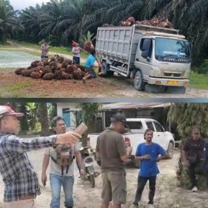 Tak Jera Meski Sudah Dilaporkan, Hendrik Marbun Dkk Kembali Intimidasi Pekerja Kebun