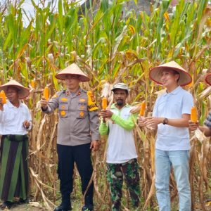 Sukseskan Program Pemerintah, Polres Inhu Panen Jagung Pipil Bersama Pesantren