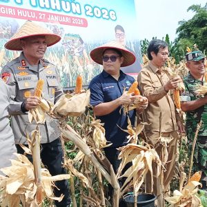 Panen Jagung Bersama PT PAS, Kapolres Inhu: Kekuatan Swasembada Pangan Negara Berasal Dari Desa