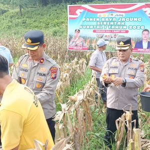 Momen Bulan Suci Ramadhan, Polres Inhu Dan PT. SSR Panen Jagung Pipil, Dukung Program Pemerintah