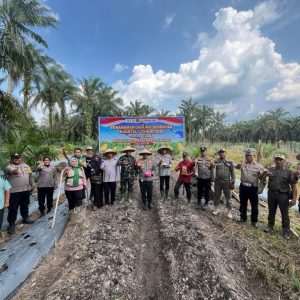 Penanaman Jagung Pipil Serentak Kuartal I, Polres Inhu Bersama Mitra di Tujuh Lokasi