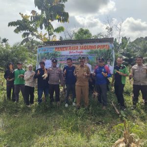 Kolaborasi Polres Inhu Bersama Usaha Desa, Perkuat Ketahanan Pangan Melalui Jagung Pipil