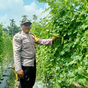 Polisi Cinta Petani, Bhabinkamtibmas Jajaran Polres Inhu Rutin Ajak Sukseskan Ketahanan Pangan