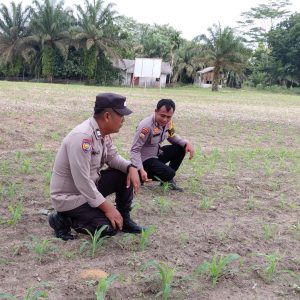 Begini Jurus Personel Polsek Kelayang Wujudkan Ketahanan Pangan Nasional