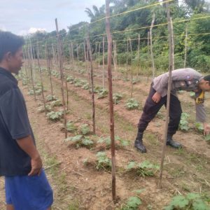 Senyum Bhabinkamtibmas Polsek Kelayang, Tanaman Ketahanan Pangan Tumbuh Subur