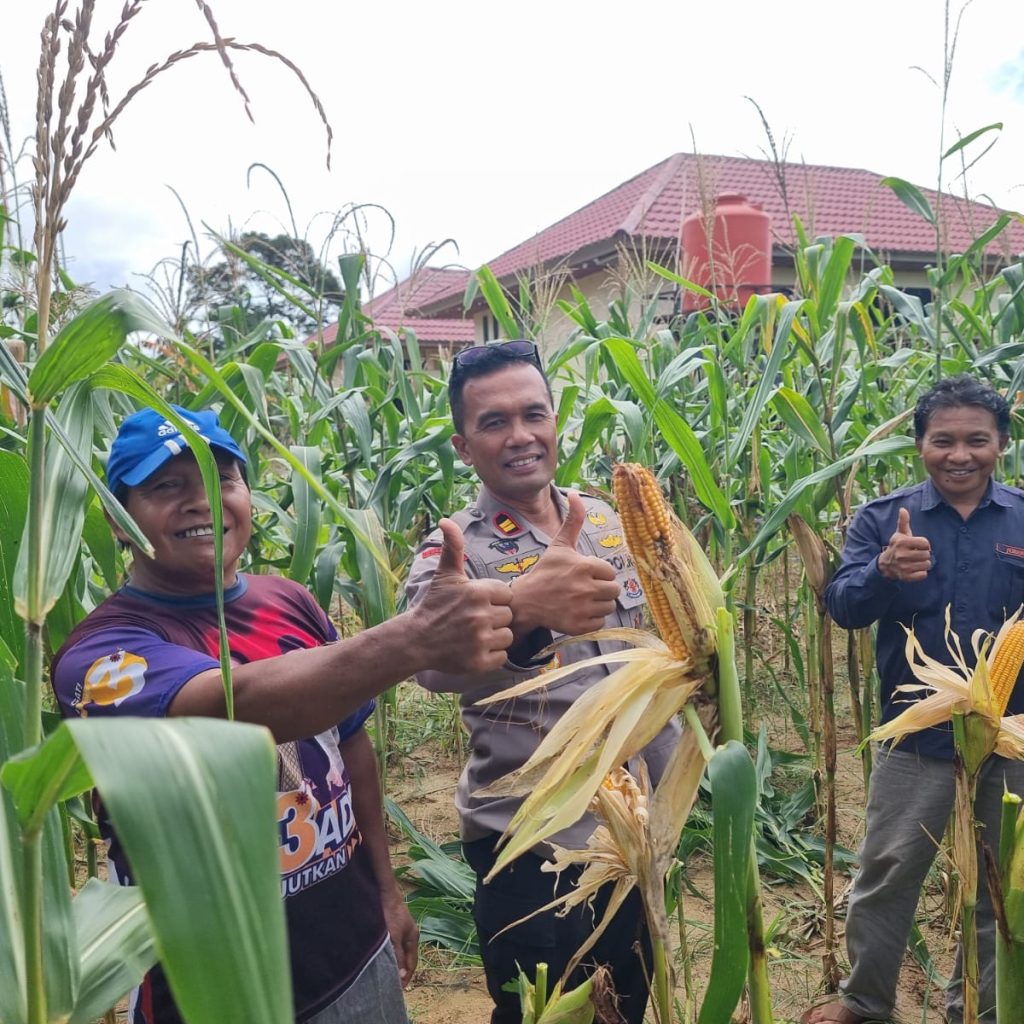 Sambang Personel Polres Inhu, Jagung Pipil Untuk Ketahanan Pangan Nasional