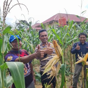 Sambang Personel Polres Inhu, Jagung Pipil Untuk Ketahanan Pangan Nasional