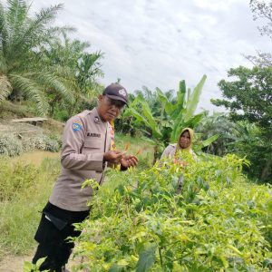 Polres Inhu Hadir untuk Swasembada Pangan, Bhabinkamtibmas Sambangi Petani Timun dan Cabe