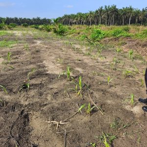 Polres Inhu Perkuat Swasembada Pangan Lewat Pengecekan Lahan Jagung Pipil 4 Hektar