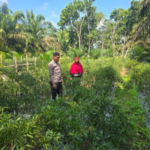 Polisi Cinta Petani, Bhabinkamtibmas Polsek Kelayang Dukung Usaha Cabe Milik Warga Binaan