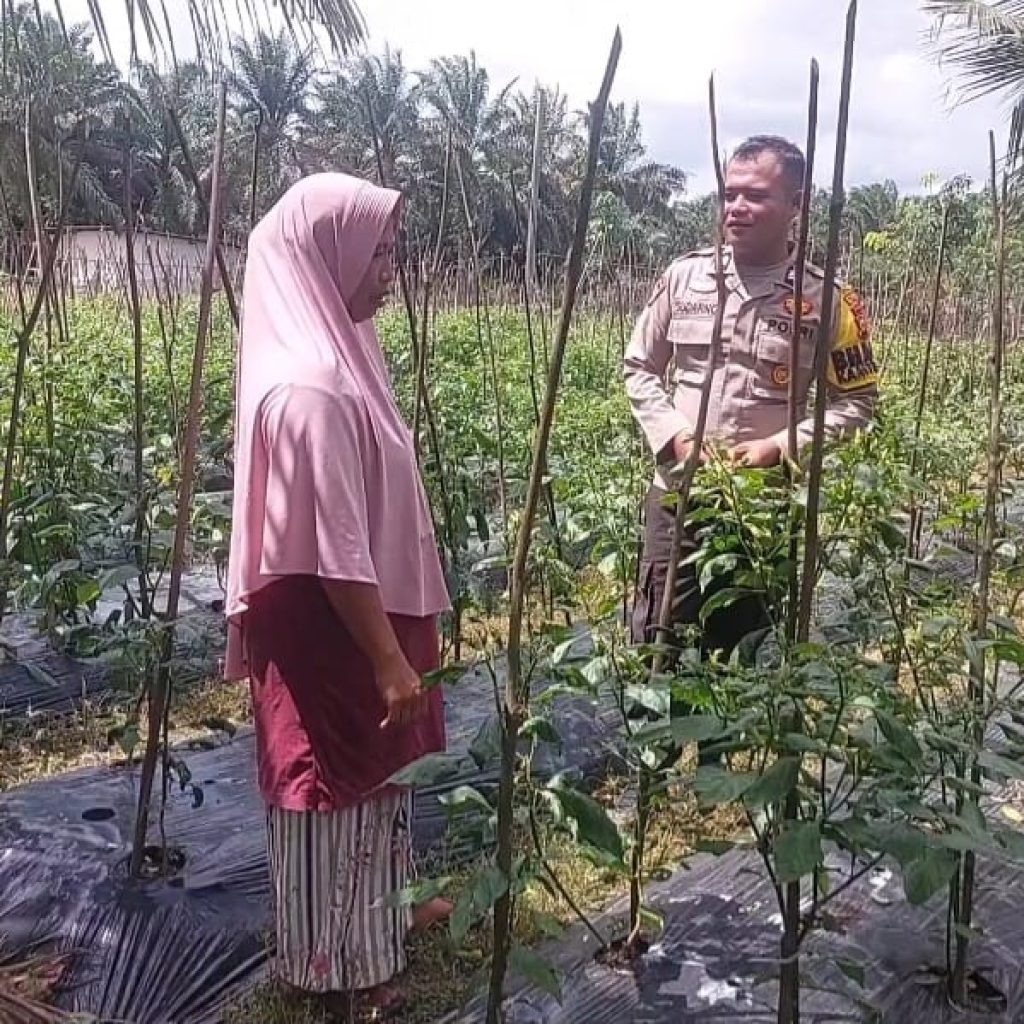 Manfaatkan Pekarangan Rumah, Warga Kelayang Panen Cabe dan Gambas Dibantu Polsek Kelayang