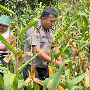 Polsek Lirik Dampingi Petani Kupas Jagung Pipil, Dukung Ketahanan Pangan di Desa Lirik Area