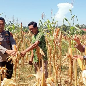 Polsek Batang Cenaku Kawal Panen Jagung Pipil, Target 8 Ton Per Hektare