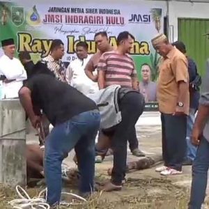 Agrinas Bersama Pemda Inhu Sembelih 2 Sapi Kurban Bersama JMSI