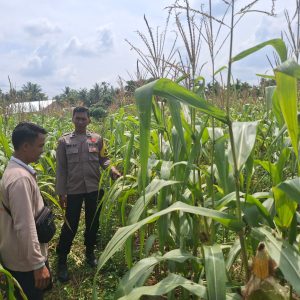 Demi Ketahanan Pangan Nasional, Polres Inhu Terus Pantau Perkembangan Jagung
