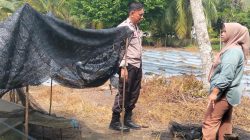 Swasembada Pangan, Polres Inhu Monitoring Pertumbuhan 2.000 Batang Cabe di Pekarangan Warga