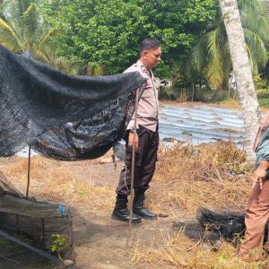 Swasembada Pangan, Polres Inhu Monitoring Pertumbuhan 2.000 Batang Cabe di Pekarangan Warga