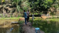 Bhabinkamtibmas Polsek Kelayang Dorong Ketahanan Pangan Lewat Sambang Peternakan Ikan Nila Warga