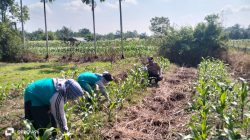Swasembada Pangan, Bhabinkamtibmas Polres Inhu Sambangi Petani Jagung