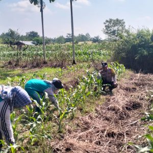 Swasembada Pangan, Bhabinkamtibmas Polres Inhu Sambangi Petani Jagung