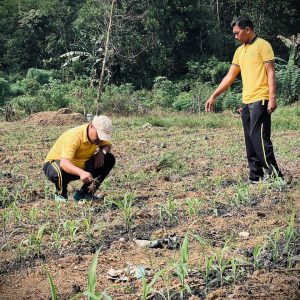 Bersama BUMN Dan Kelompok Tani Polres Inhu Dukung Ketahanan Pangan Nasional Dengan Jagung Pipil