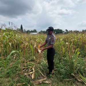 Polsek Lirik Cek Kesiapan Panen Jagung Pipil Kelompok Tani Rumah Tani Indragiri di Sidomulyo