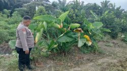 Polisi Cinta Petani Hadir di Tengah Warga, Polres Inhu Perkuat Ketahanan Pangan dari Sektor Pertanian dan Peternakan