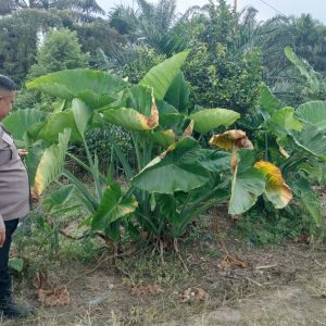 Polisi Cinta Petani Hadir di Tengah Warga, Polres Inhu Perkuat Ketahanan Pangan dari Sektor Pertanian dan Peternakan