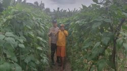 Polsek Kelayang Dukung Program Presiden, Bhabinkamtibmas Sambangi Petani Kacang Panjang di Teluk Sejuah