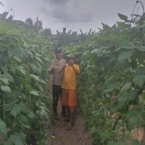 Polsek Kelayang Dukung Program Presiden, Bhabinkamtibmas Sambangi Petani Kacang Panjang di Teluk Sejuah