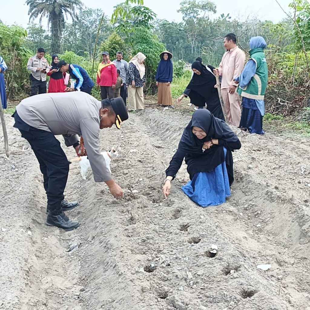 Swasembada Pangan Jagung Pipil Nasional, Polres Inhu Tanam hingga Pantau Perkembangan Tanaman
