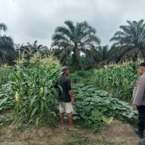 Ketahanan Pangan Dan Swasembada Jagung Pipil, Ini yang Dilakukan Polres Inhu