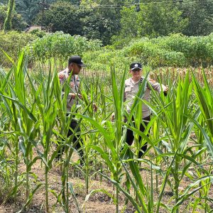 Cek Lahan 1 Hektare, Polsek Lirik Pastikan Jagung Pipil Kuartal II Tumbuh di Lahan PT Pertamina EP