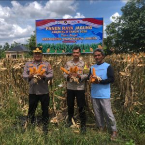 Swasembada Pangan Dengan Jagung Pipil, Polres Inhu Laksanakan Panen
