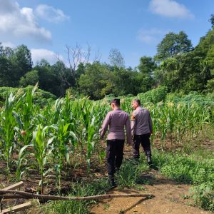 Kapolsek Lirik Turun Langsung Cek Jagung Pipil Kuartal II, Sinergi Polri-Petani Kuat