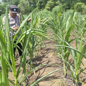 Kapolsek Lirik Pantau Jagung Pipil Usia 51 Hari, Ketahanan Pangan Desa Lirik Area Terus Dipacu