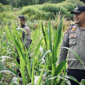Polsek Lirik Cek Pertumbuhan Jagung Pipil Kuartal II, Program Ketahanan Pangan Berjalan Aman