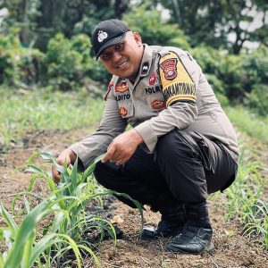 21 Hari Setelah Tanam, Polsek Lirik Dampingi Kelompok Tani Berkah Tani Rawat Jagung Pipil