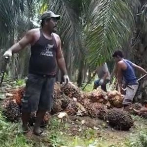 Gerombolan Nasrun Sitepu Masih Berlanjut Melakukan Penjarahan di Kebun Agrinas Rakit Kulim 