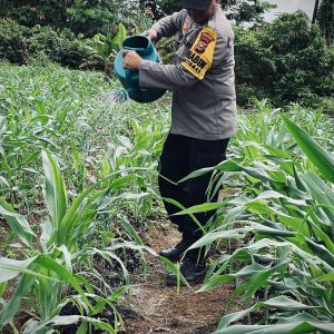 Polsek Lirik Laksanakan Pengecekan Pertumbuhan Jagung Pipil Binaan di Desa Lirik Area