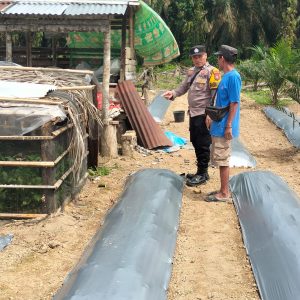 Jagung dan Cabe untuk Ketahanan Pangan, Polres Inhu Terus Monitoring