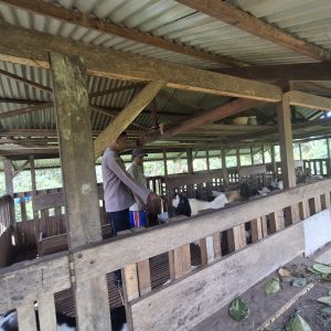 Kapolsek Lirik Cek Peternakan Kambing Binaan di Desa Sukajadi, 40 Ekor Kambing Dikelola BUMDes