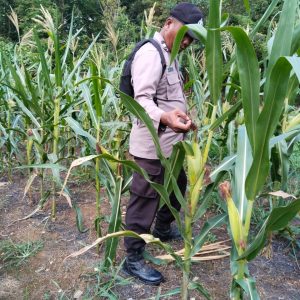 Bhabinkamtibmas Polsek Lirik Cek Pertumbuhan Jagung Pipil Binaan di Desa Lirik Area, Lahan 10.000 M² Pinjam Pakai PT Pertamina