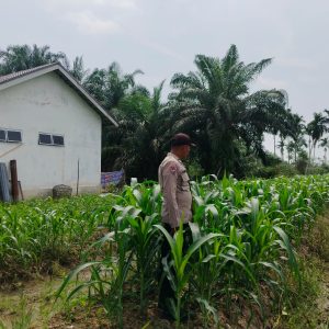 Swasembada Pangan Dengan Jagung Pipil, Ini Yang Dilakukan Polres Inhu