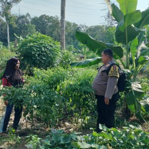 Swasembada Pangan, Polres Inhu Cek Tanaman dan Ayam Petelur Warga