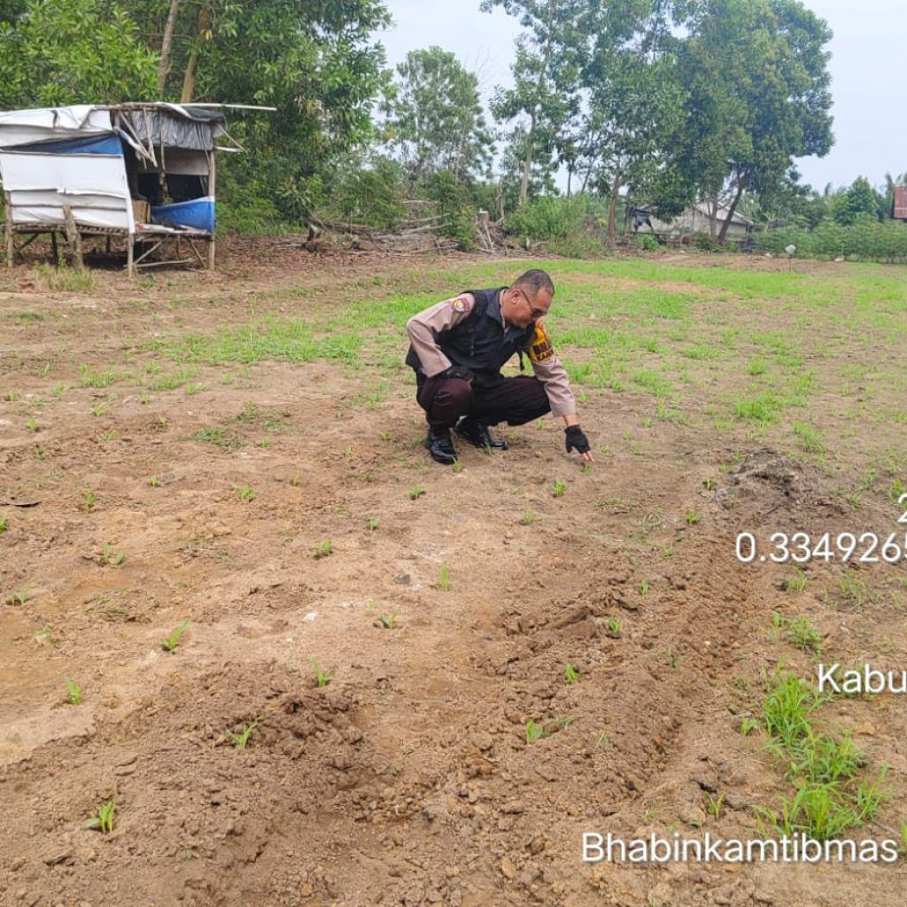 Polsek Lirik Cek Lahan Jagung Pipil di Desa Pasir Ringgit, Dukung Program Ketahanan Pangan Nasional